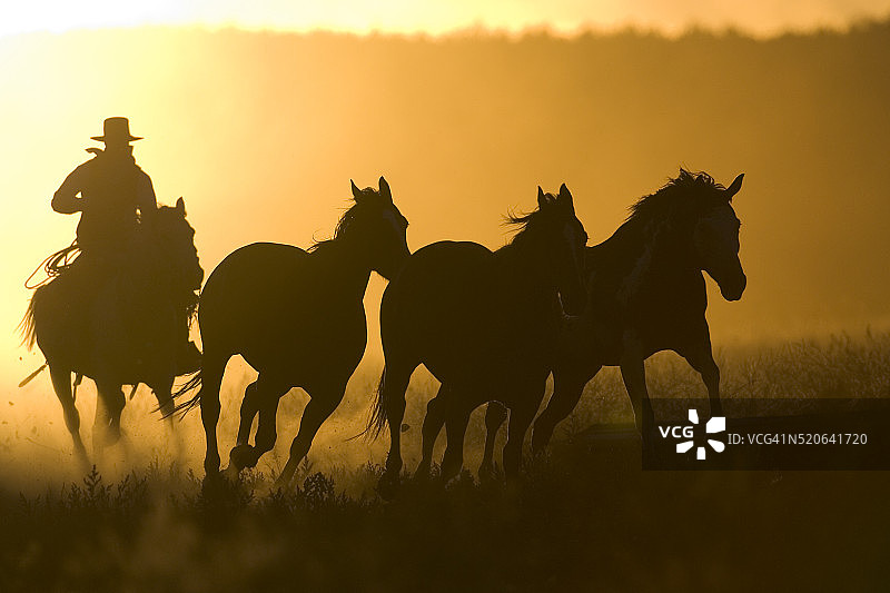 牛仔剪影：牧马图片素材