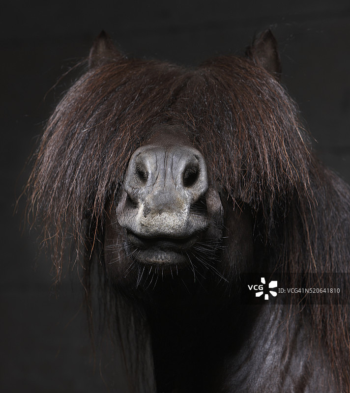 鬃毛遮眼的冰岛骏马图片素材