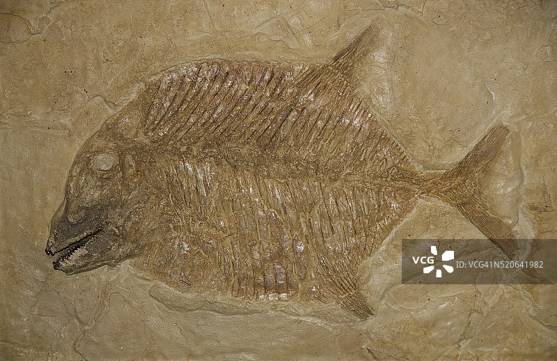 鹦鹉鱼化石复制品图片素材