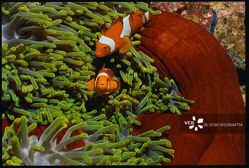 公子小丑鱼图片素材