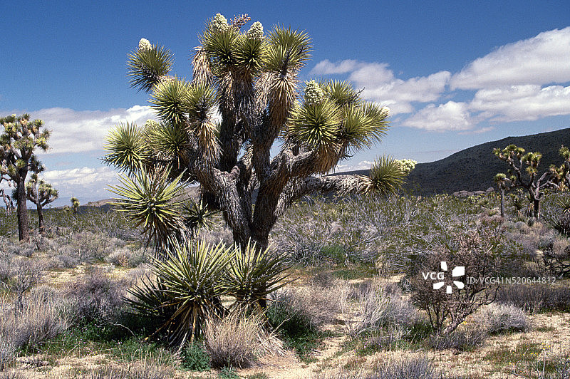 盛开的约书亚树图片素材