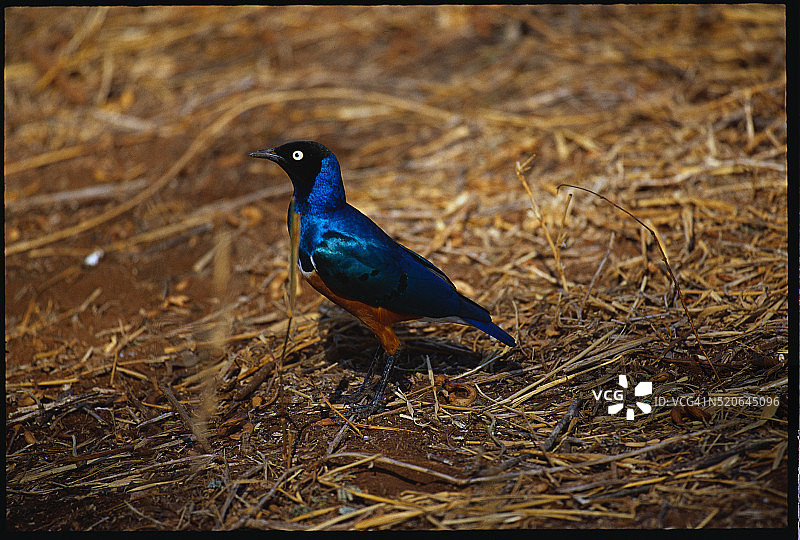 精美椋鸟图片素材