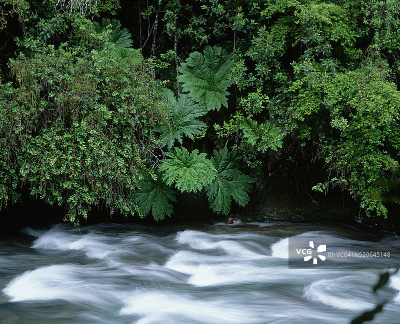 普耶韦国家公园河岸上的树木图片素材