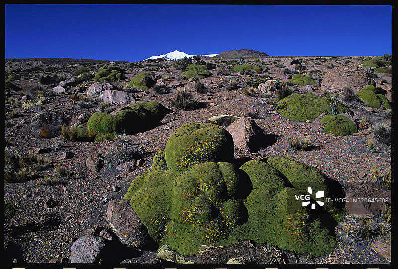 劳卡国家公园的垫状植物图片素材