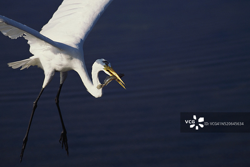 加利福尼亚州太平洋沿岸，大白鹭捕鱼图片素材