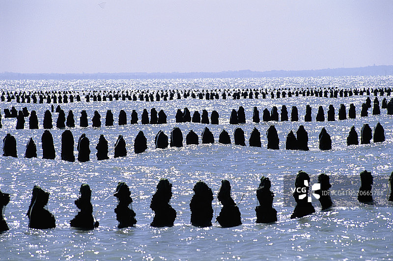 勒维维耶尔滨海的贻贝养殖场图片素材