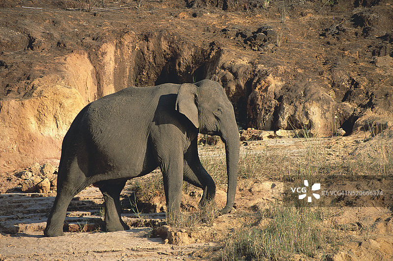 在印度佩里亚尔保护区行走的大象图片素材