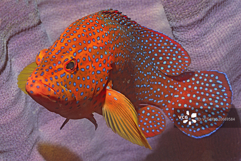 珊瑚石斑鱼图片素材