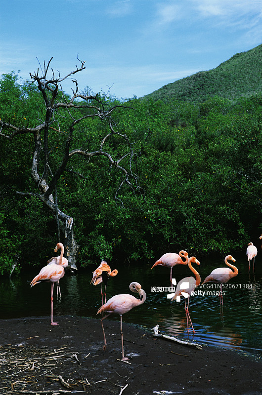 涉水火烈鸟图片素材
