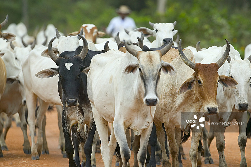 牛群图片素材