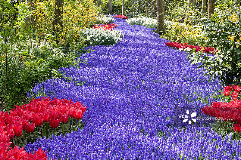 风信子花坛图片素材
