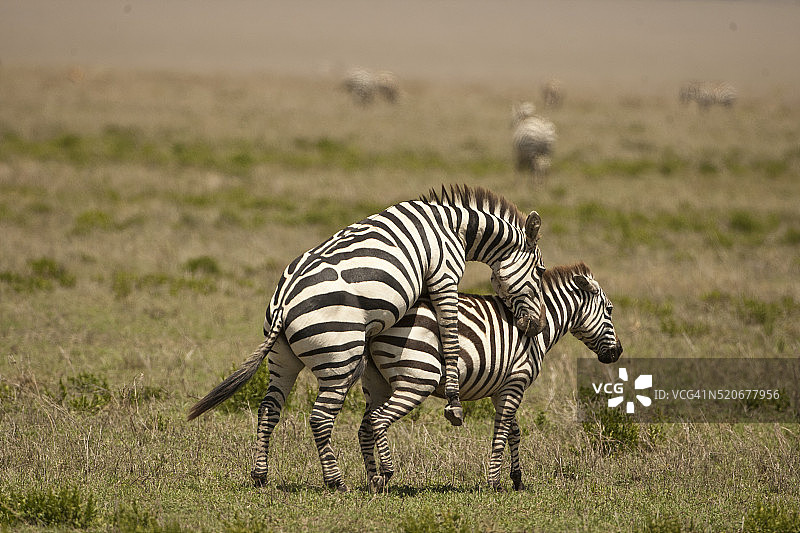 布氏斑马交配图片素材