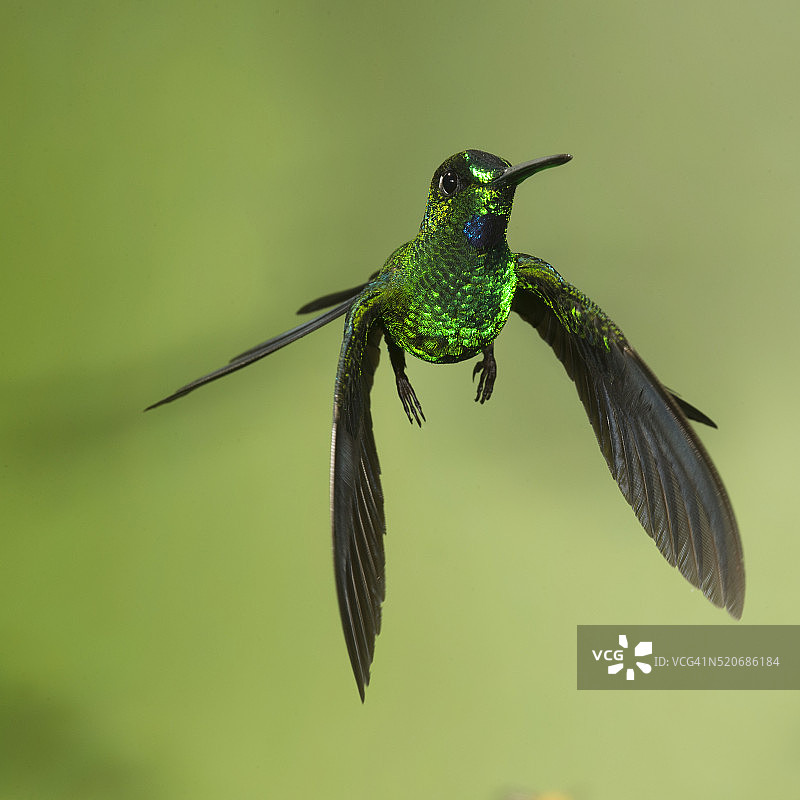 飞行中的绿冠辉蜂鸟图片素材
