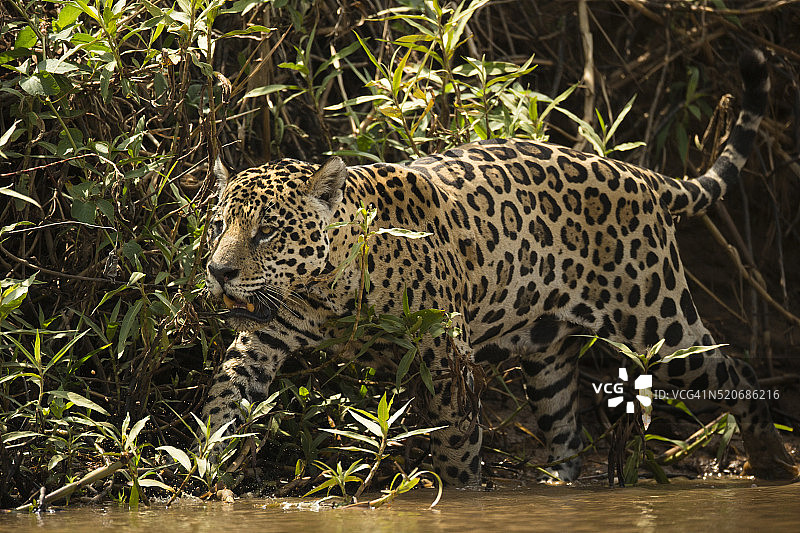 巴西河沿岸的美洲虎狩猎图片素材