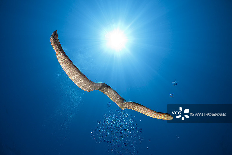 中国海蛇，印度尼西亚图片素材