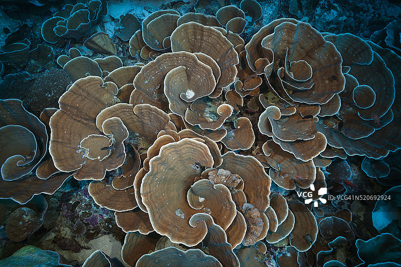 印度尼西亚的莴苣珊瑚珊瑚礁图片素材