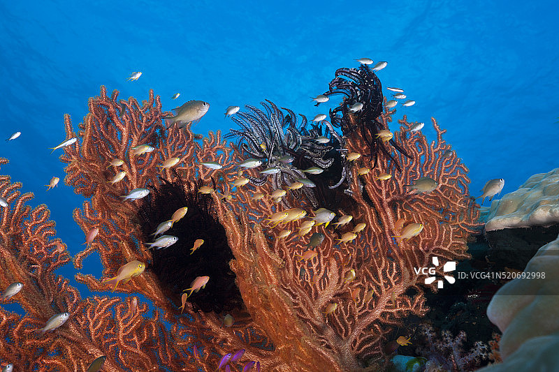 印尼海扇和珊瑚鱼图片素材