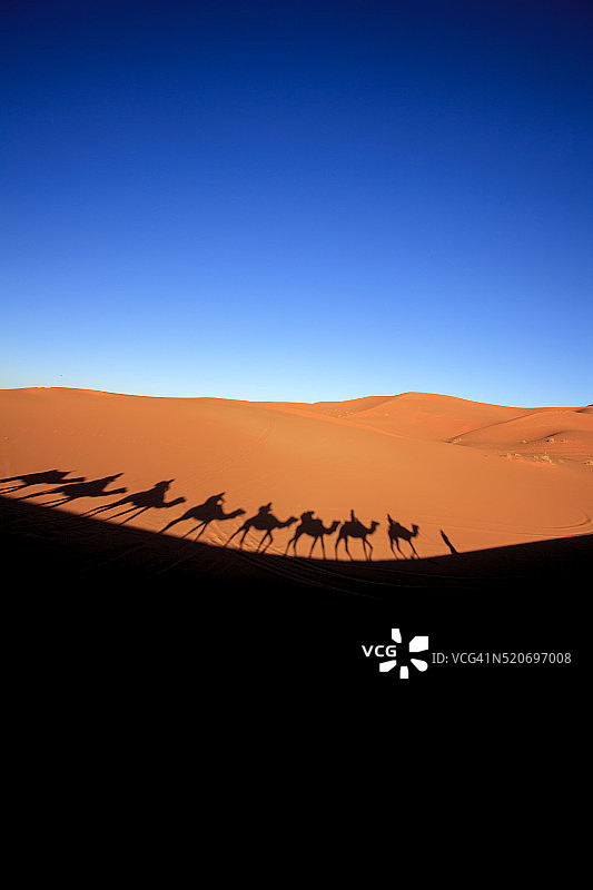 摩洛哥撒哈拉沙漠中的骆驼队图片素材