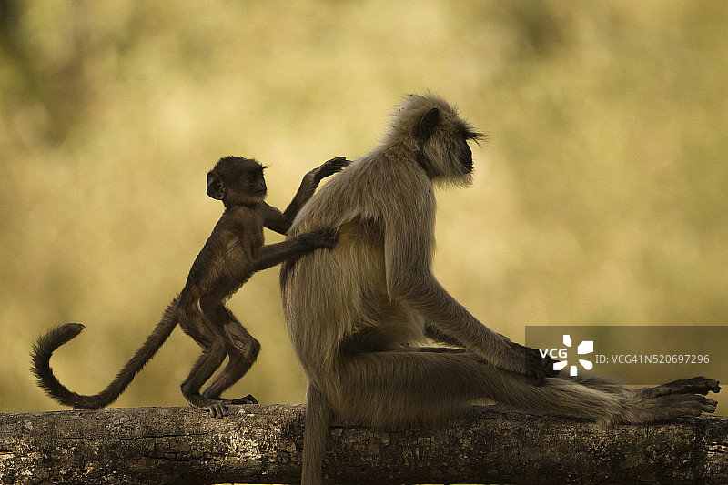 哈努曼叶猴与幼崽图片素材