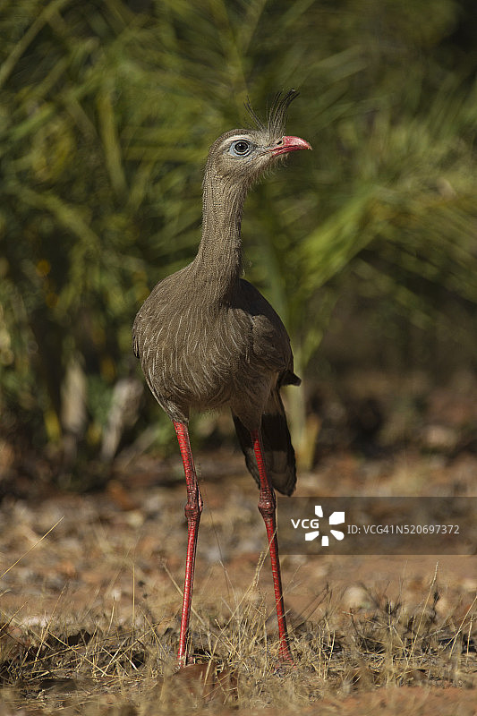 红腿叫鹤图片素材