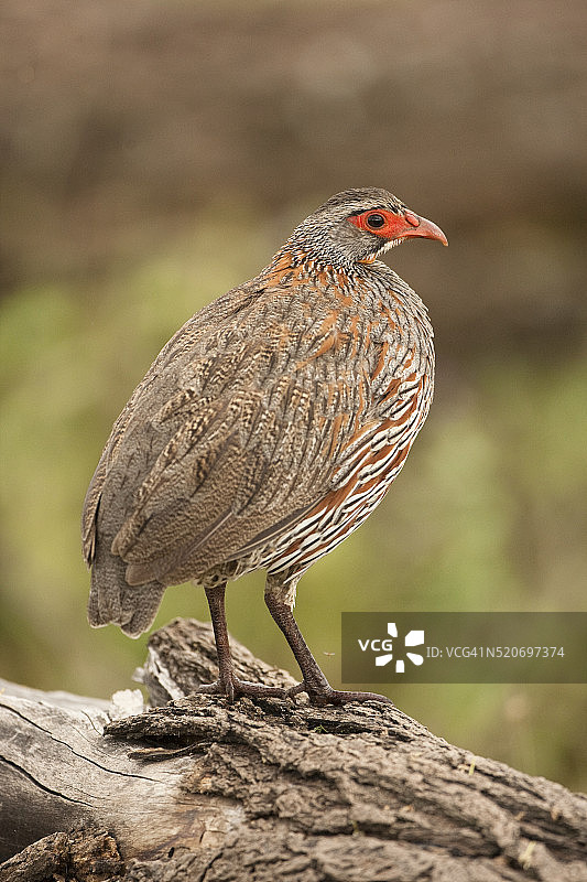 红颈鸡图片素材