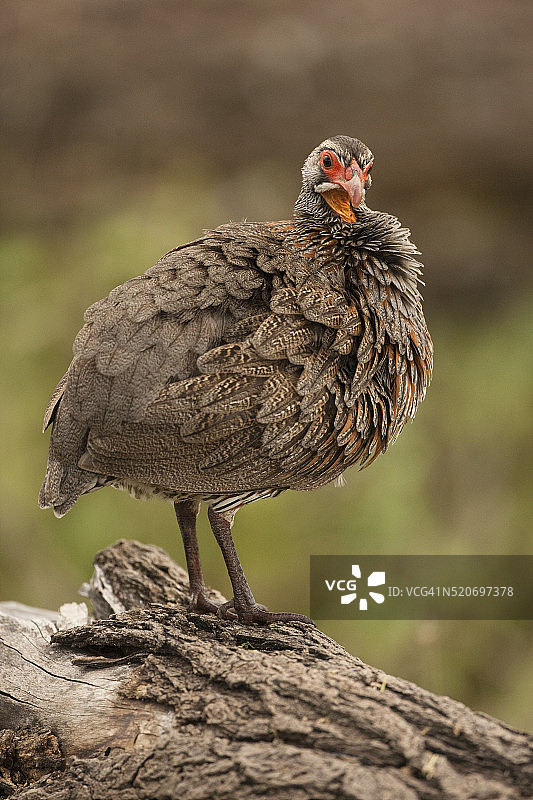 红颈鸡图片素材