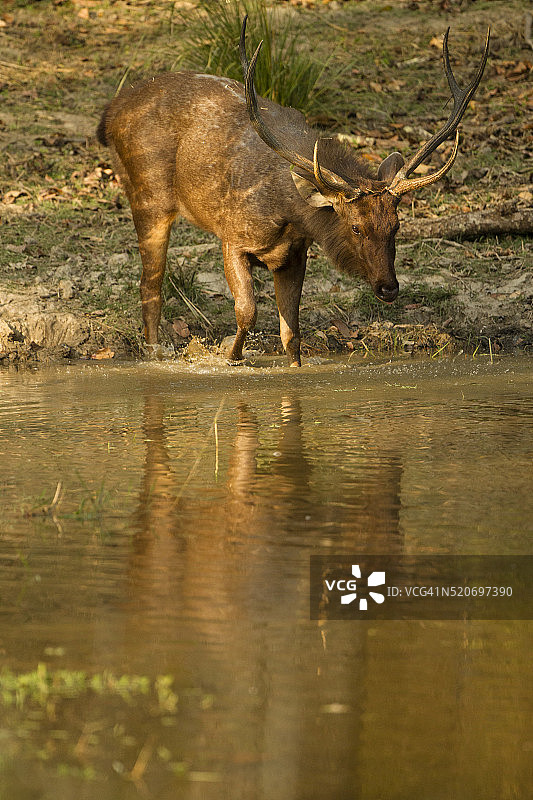 河中的水鹿图片素材