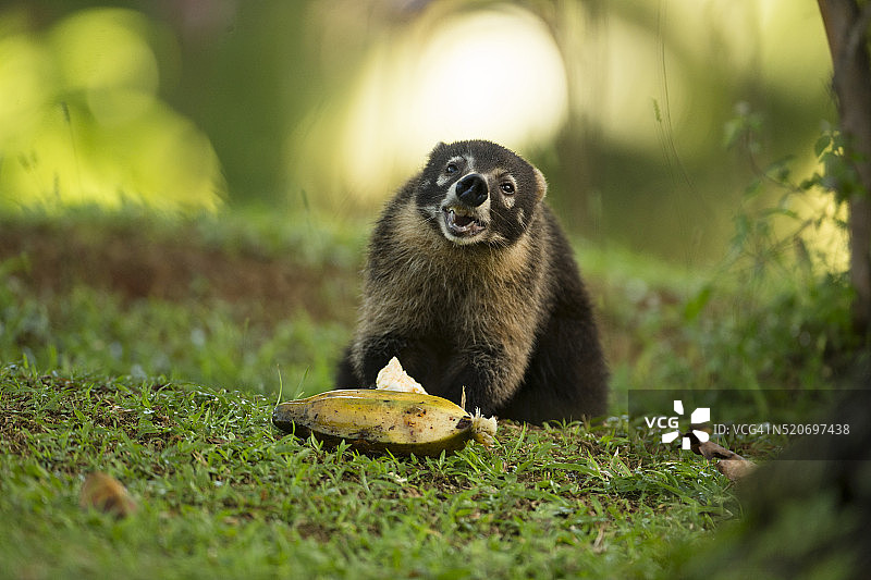 白鼻浣熊图片素材