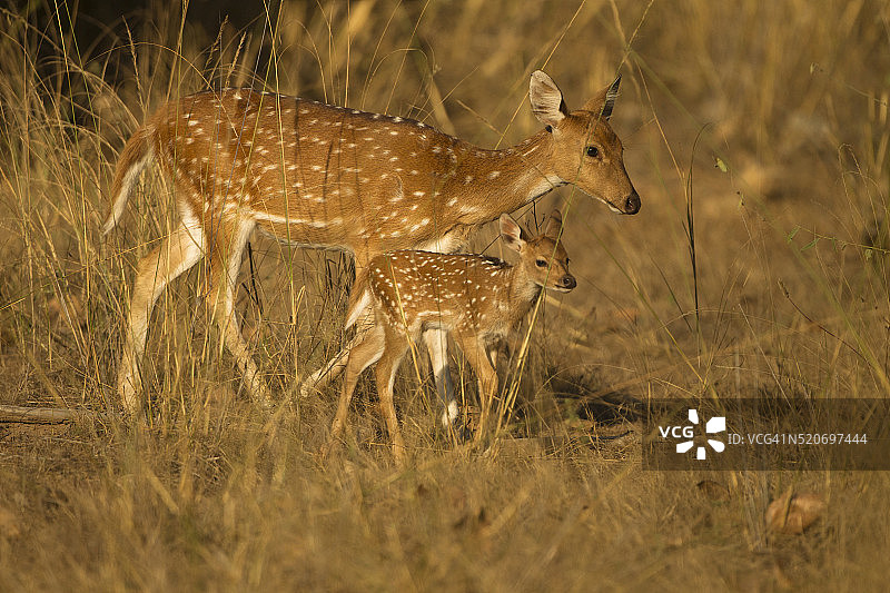 spotted deer图片素材