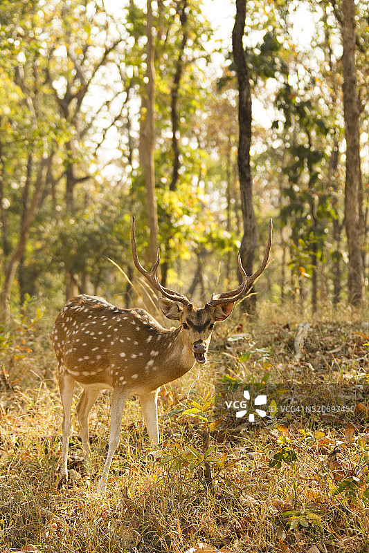 spotted deer图片素材