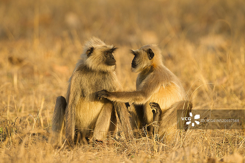 哈努曼叶猴图片素材