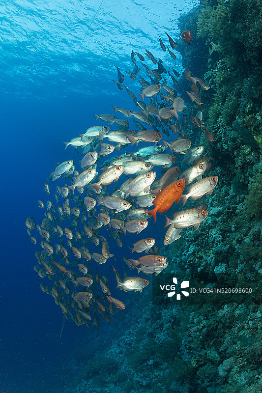 大眼鱼群，红海图片素材