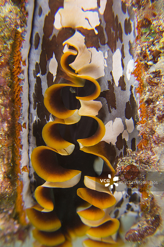 棘牡蛎，印度尼西亚图片素材