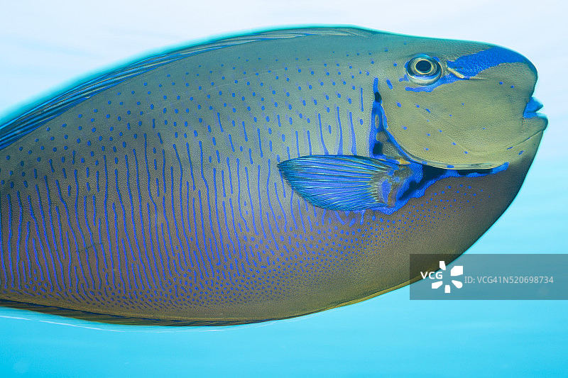 大鼻独角鱼，印度尼西亚图片素材