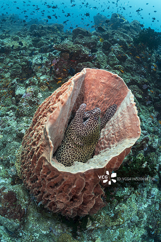 印度尼西亚：桶状海绵中的网纹海鳗图片素材