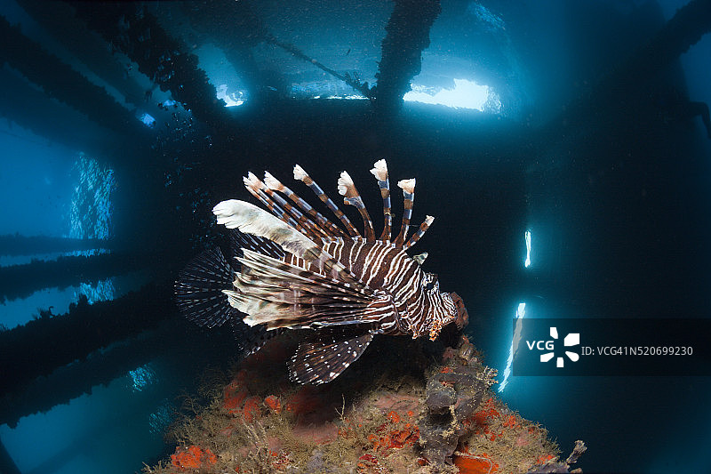 印度尼西亚码头下的狮子鱼图片素材