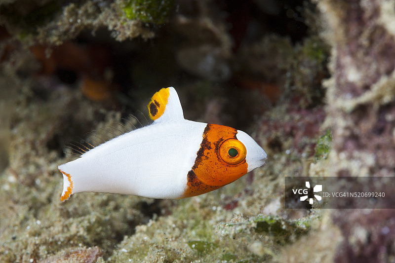 印度尼西亚的双色鹦嘴鱼幼鱼图片素材