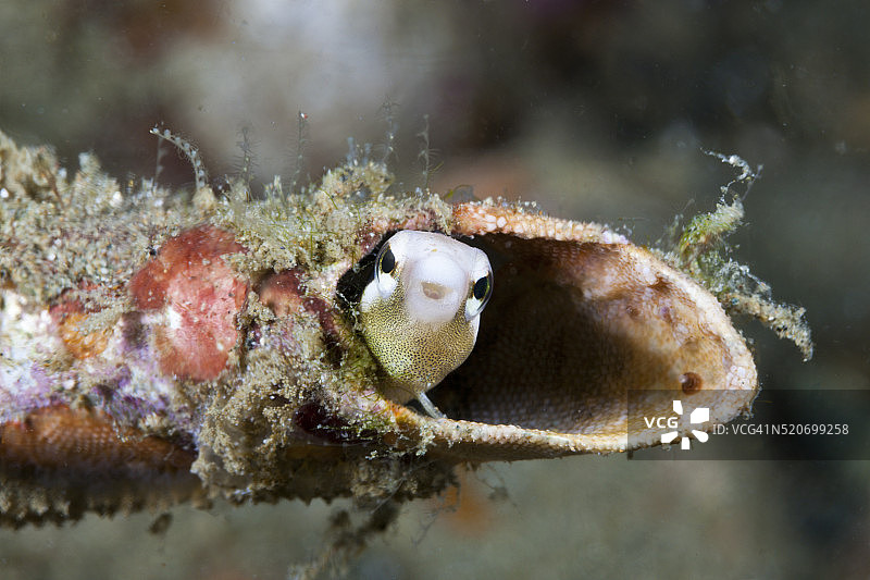 条纹鳚躲在印度尼西亚的管子里图片素材