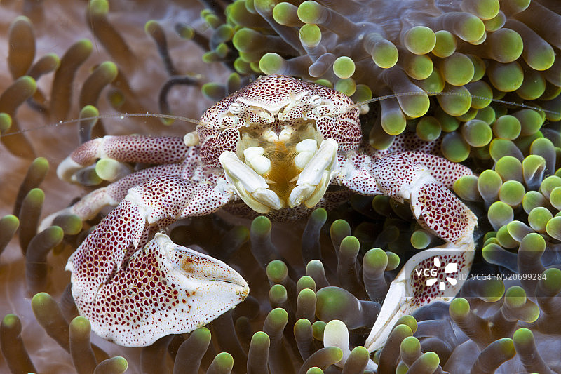与海葵共生的瓷蟹，印度尼西亚图片素材