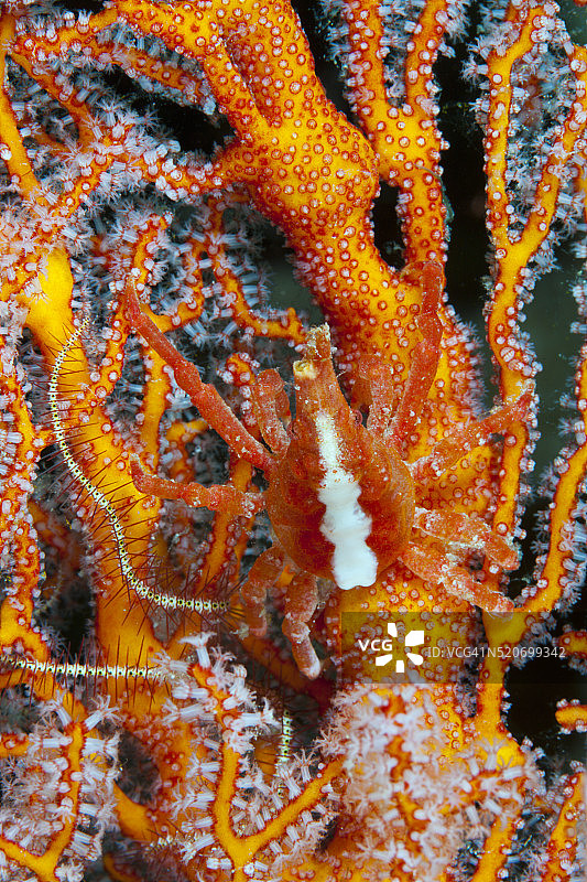 印度尼西亚的锥形蜘蛛蟹图片素材