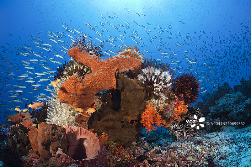 各种海绵群落，印度尼西亚图片素材