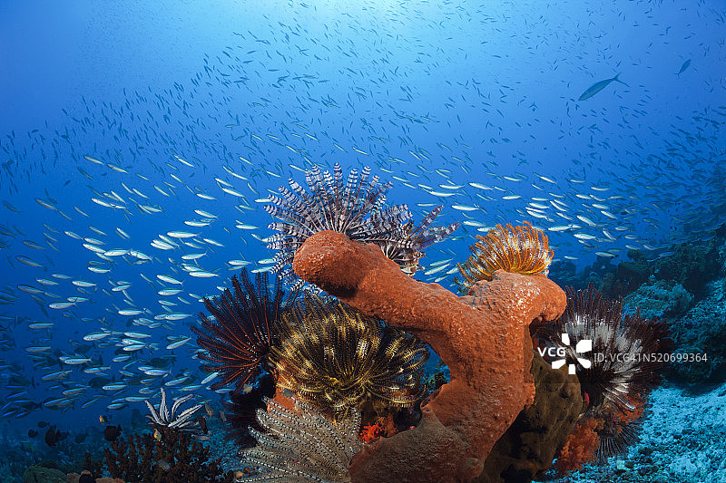 各种海绵群落，印度尼西亚图片素材