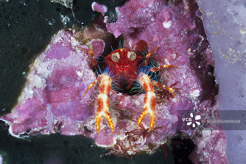 彩色 Squat Lobster，印度尼西亚图片素材