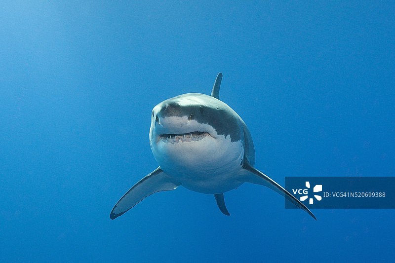 澳大利亚大白鲨图片素材