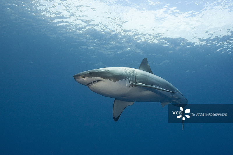 澳大利亚大白鲨图片素材