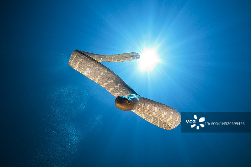 中国海蛇，印度尼西亚图片素材