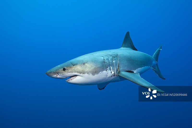澳大利亚大白鲨图片素材