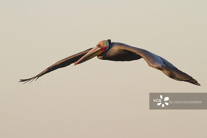 飞翔的褐鹈鹕图片素材