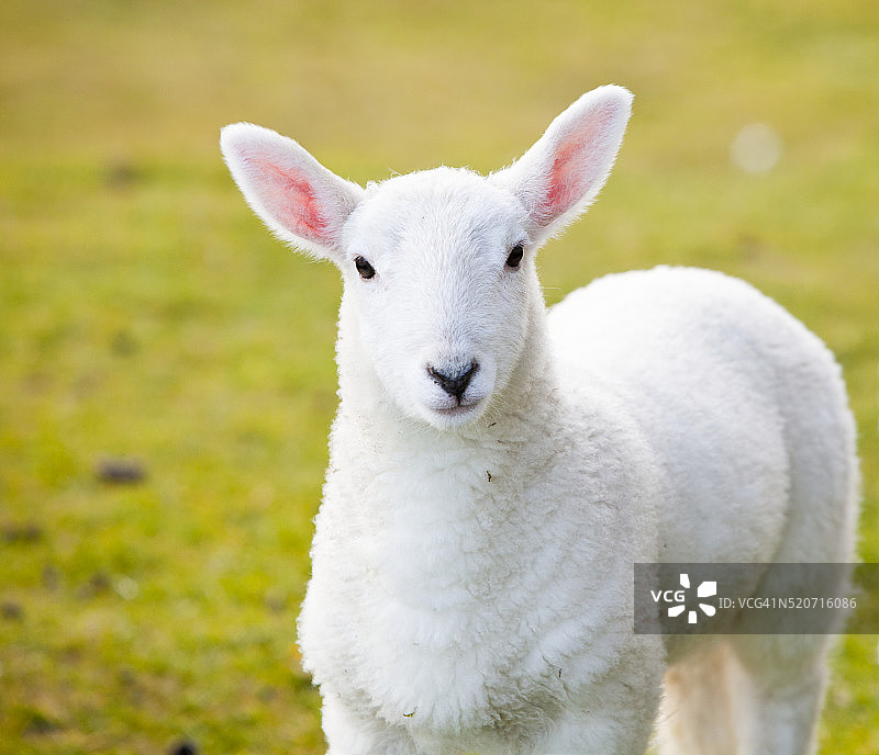 英国苏格兰斯凯岛上的小羊羔图片素材