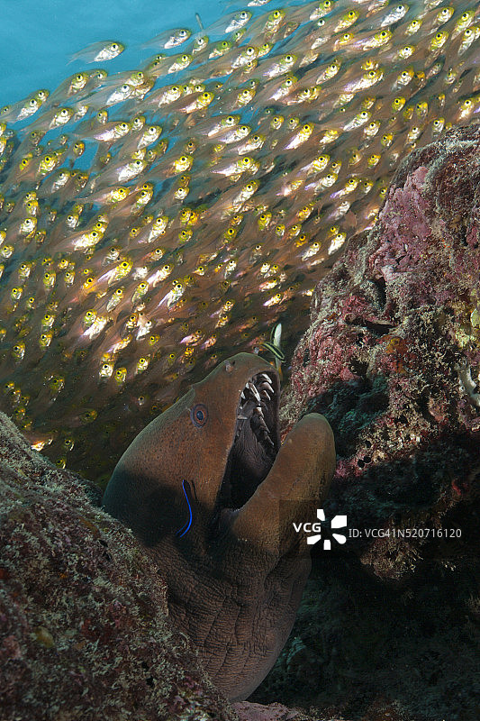 藏身于礁石中的巨型海鳝图片素材